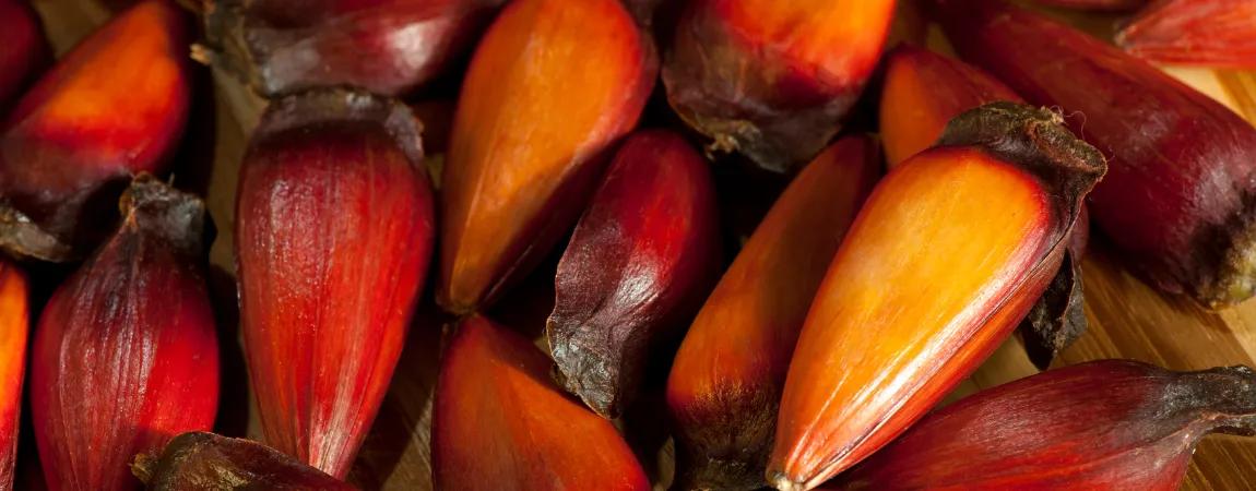 Imagem do post: Muito Pinhão: Kur´yt´yba!